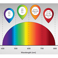 Wide Spectrum imaging of UVP iBox In Vivo Fluorescence Imaging System by Analytik Jena