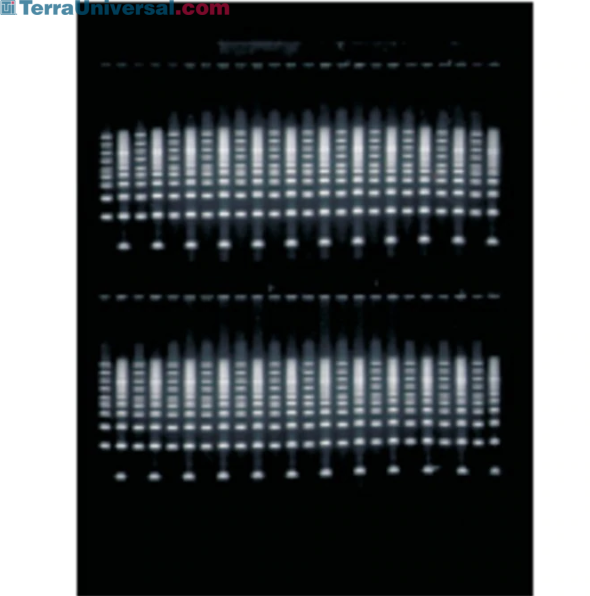 Owl EasyCast B2 MiniGel Electrophoresis Thermo Fisher Scientific