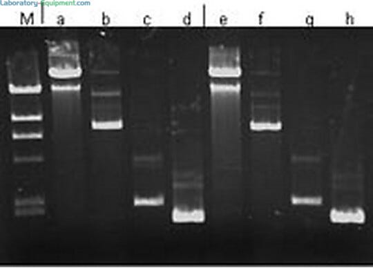 Affordable kit provides 20% higher plasmid yield and purity; used in various microarray applications using high-end PCR and DNA sequencing and cloning | 3032-43 displayed