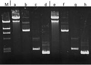 Kit; DNA, Bacterial, 250 Reactions, Arrayit